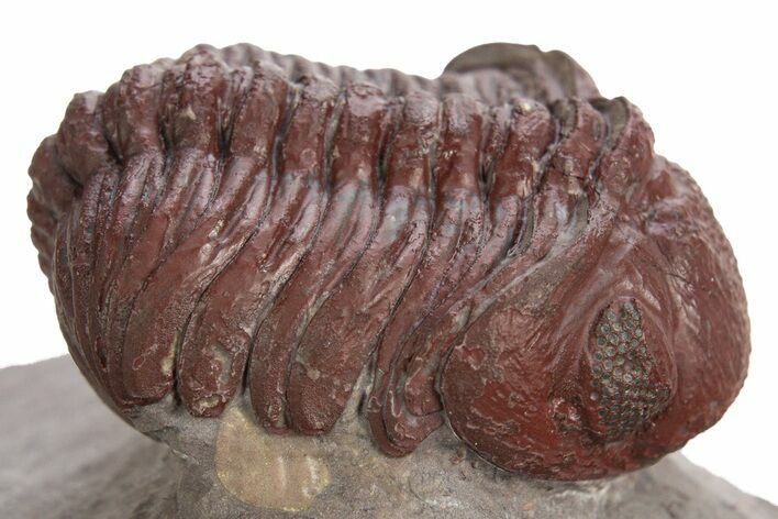 Red Morocops Trilobite - Hmar Laghdad, Morocco #329737